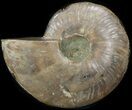 Wide Polished Ammonite 'Dish' #41642-1